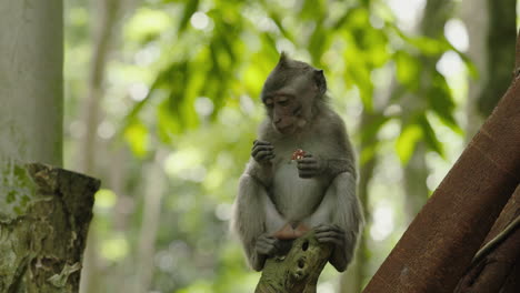 baby monkey eating in a tree