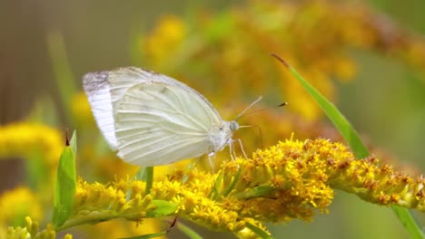 Pieris-Brassicae,-Der-Große-Weiße-Schmetterling,-Auch-Kohlfalter-Genannt.-Der-Große-Weißwurz-Kommt-In-Ganz-Europa,-Nordafrika-Und-Asien-Häufig-In-Landwirtschaftlichen-Gebieten,-Wiesen-Und-Parklandschaften-Vor.