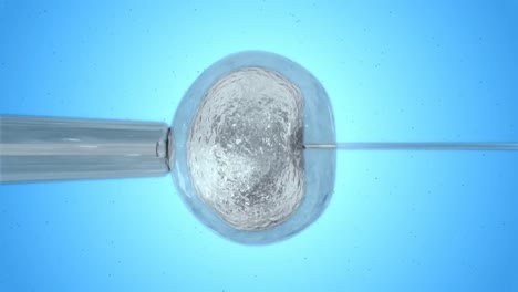 Weiße-Eizelle,-Die-Durch-Spermien-Befruchtet-Wird