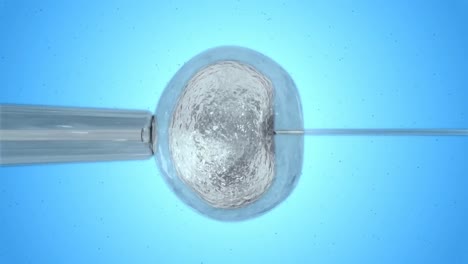 huevo blanco siendo fertilizado por espermatozoides