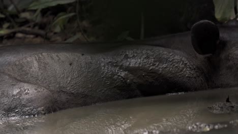 a baird's tapir (tapirus bairdii) is captured resting and cooling off in a muddy pool at sirena sector in corcovado, costa rica