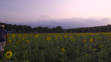 Excursionista-Masculino-Caminando-Hacia-El-Campo-De-Girasol,-Mirando-El-Monte-Fuji-En-La-Distancia