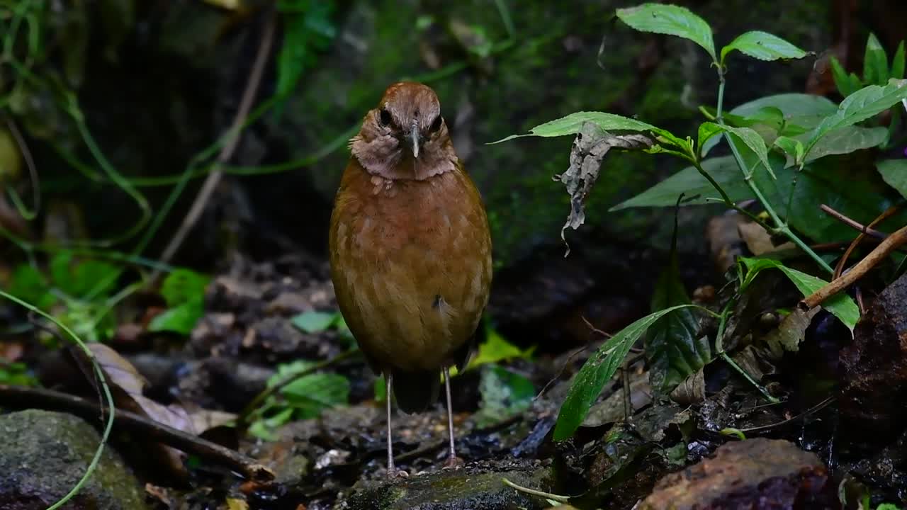la pitta de nuca oxidada es un ave confiada que se encuentra en hábitats de bosques montañosos de gran altura, hay muchos lugares en tailandia para encontrar esta ave