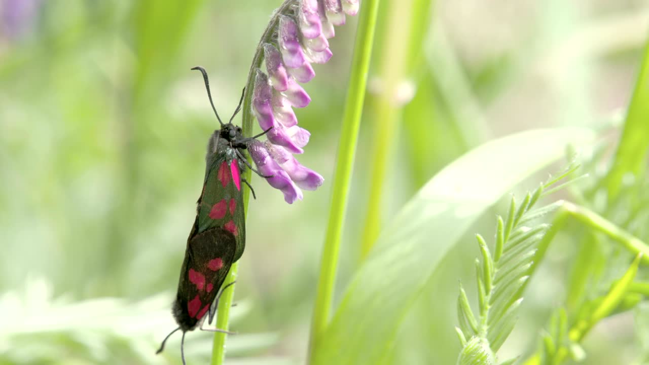 은 반점이 있는 검은 나비가 오키디에 매달려 있습니다. fs700 odyssey 7q4k