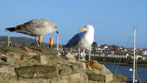 gaivotas masculinas e femininas em pé na parede ensolarada do porto de pedra esperando por comida