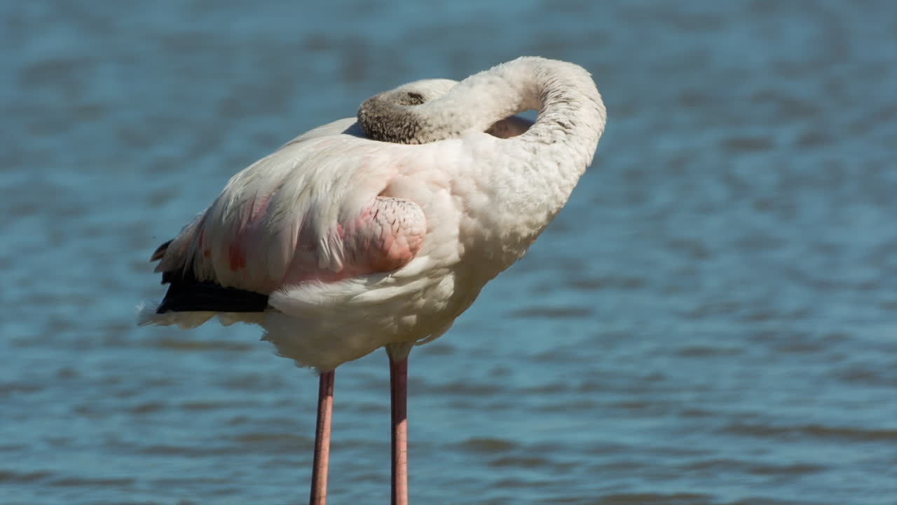 카마그 플라밍고 31