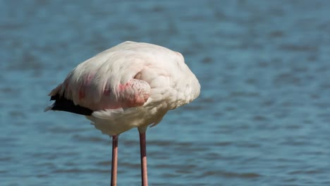 Flamencos-Carmargue-31