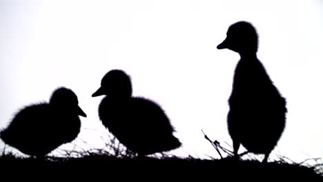 on white background black outlines, figures, silhouettes of three ducklings