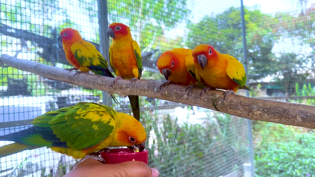 다채로운 무새 들 이 나가지 에서 상호 작용 하고 있다