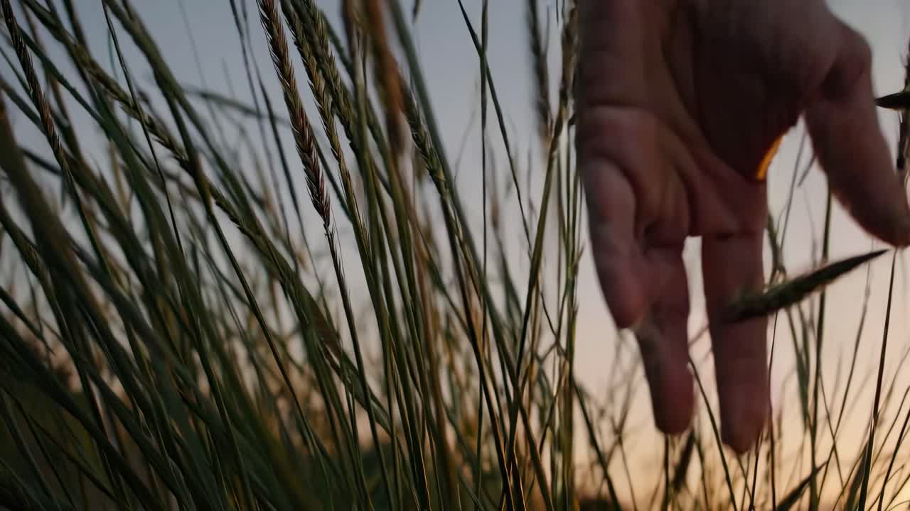 Close-up video of a hand gently touching tall grass at sunset, captured from a low angle