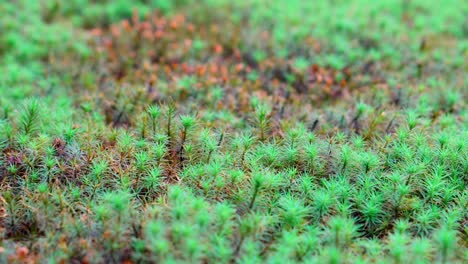 en japón el cultivo de musgos se remonta a muchos siglos, tienen un verde intenso principalmente en verano