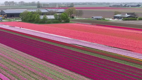 Landschaft-Mit-Wunderschönen-Tulpenfeldern-In-Den-Niederlanden---Drohnenaufnahme