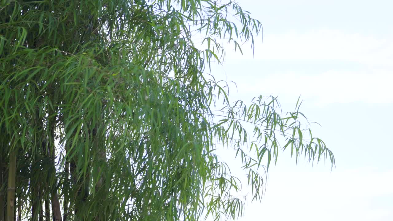 Green bamboo leaf on the wind.