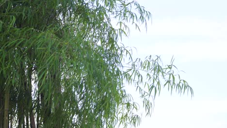 green bamboo leaf on the wind.