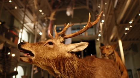 schomburgk's deer display in national museum of scotland