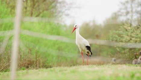 White-stork-standing-on-grassy-slope-in-wildlife-reserve-exhibit