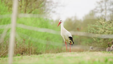 cigüeña blanca de pie en una ladera de hierba en una exhibición de reserva de vida silvestre