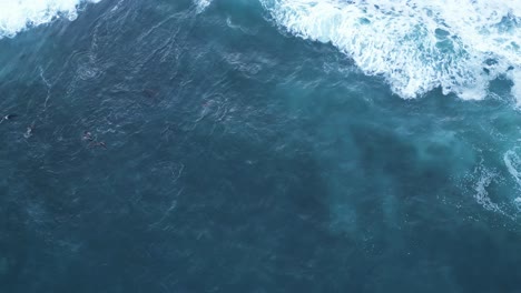 Gerade-Nach-Unten-Geschossen-Mit-Seelöwen,-Die-Während-Der-Königsflut-In-La-Jolla,-Kalifornien,-Surfen-Und-Springen