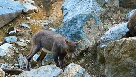 Breathtaking-close-up-footage-of-an-group-of-baby-alpine-ibex-gracefully-playing-and-climbing-on-rocks