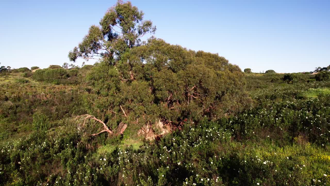 Green Tree With Wooden Tree House In Rural Portugal - Drone Shot