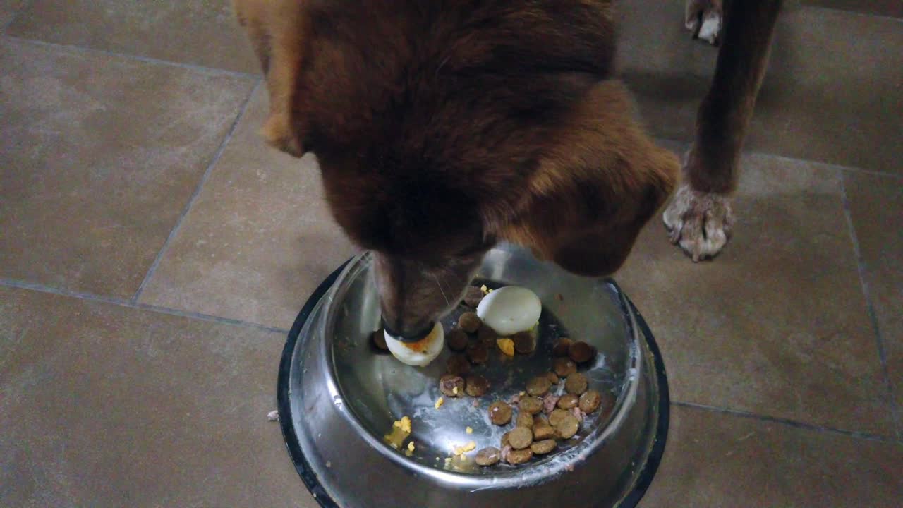 Nahaufnahme eines Hundes, der glücklich aus einem Napf frisst. Ideal für Tierpflege-Tutorials, Lifestyle-Videos, Social-Media-Inhalte und Vorführungen zur Tierfütterung.