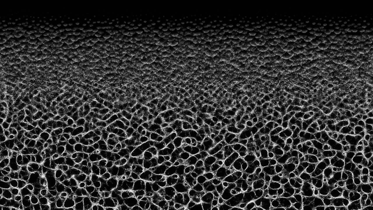 Mycelium Network Linear Growth - Black Background