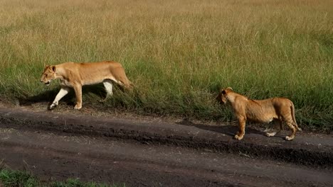 Static-high-angle-shot-of-Lioness-walking-with-baby-behind-watching-in-Kenya