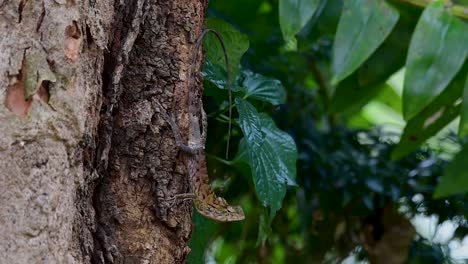 The-Oriental-Garden-Lizard-is-also-called-the-Eastern-Garden-Lizard,-Bloodsucker-and-Changeable-Lizard