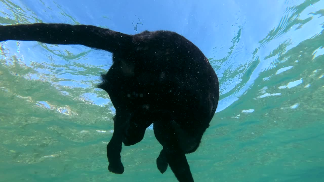 movimiento lento, perro negro nadar en la superficie del agua a la luz del sol. primer plano, disparo submarino. mar rojo, dahab, egipto