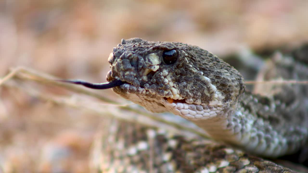 video de primer plano extremo de una serpiente de cascabel de espalda de diamante occidental moviendo su lengua