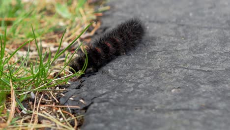 a pyrrharctica isabella caterpillar walks towards the camera along a sidewalk beside grass