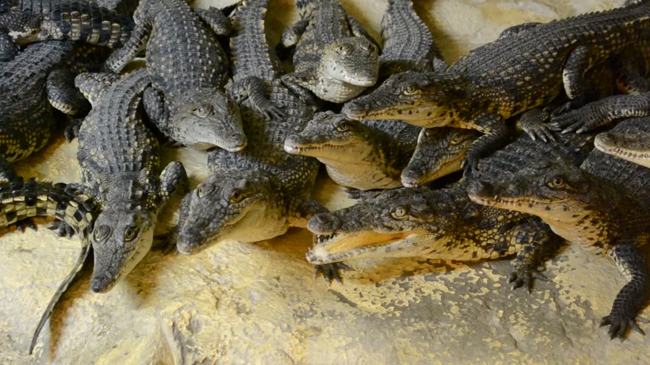 coccodrillo
