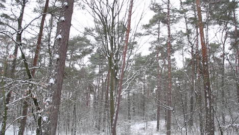 bosque cubierto de nieve - inclinar hacia abajo