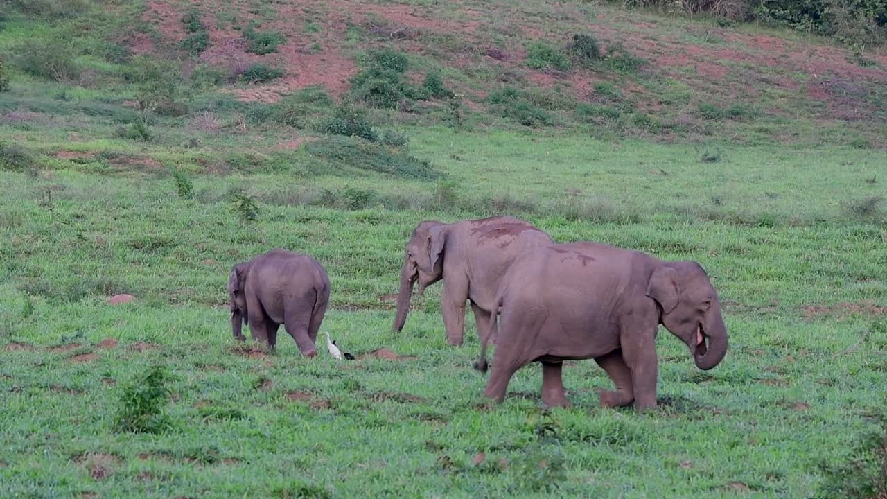 los elefantes asiáticos son especies en peligro de extinción y también son residentes de tailandia