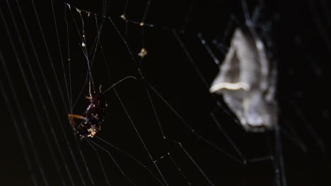 a cockroach struggles and almost falls off from the web while the spider keeps its cool, abandoned-web orb-weaver, parawixia dehaani, kaeng krachan national park, thailand