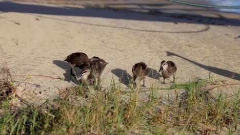 duck family walking along the canal shore