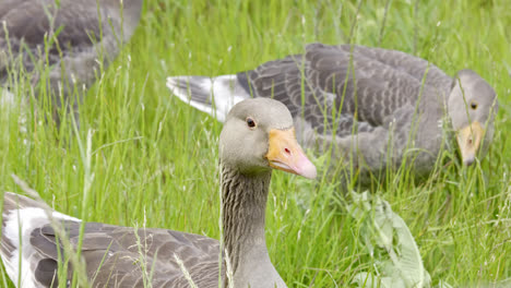 Family-of-Canadian-Greylag-geese-feeding-amongst-the-reedbeds-of-the-Lincolnshire-marshlands-and-enjoying-the-summer-sun