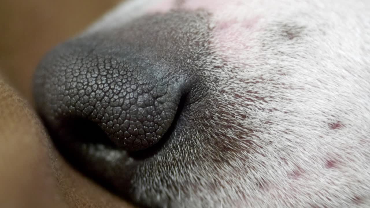 Detailed close-up of a dog’s nose showcasing unique texture and contrasting fur patterns. Captivating imagery highlighting animal features