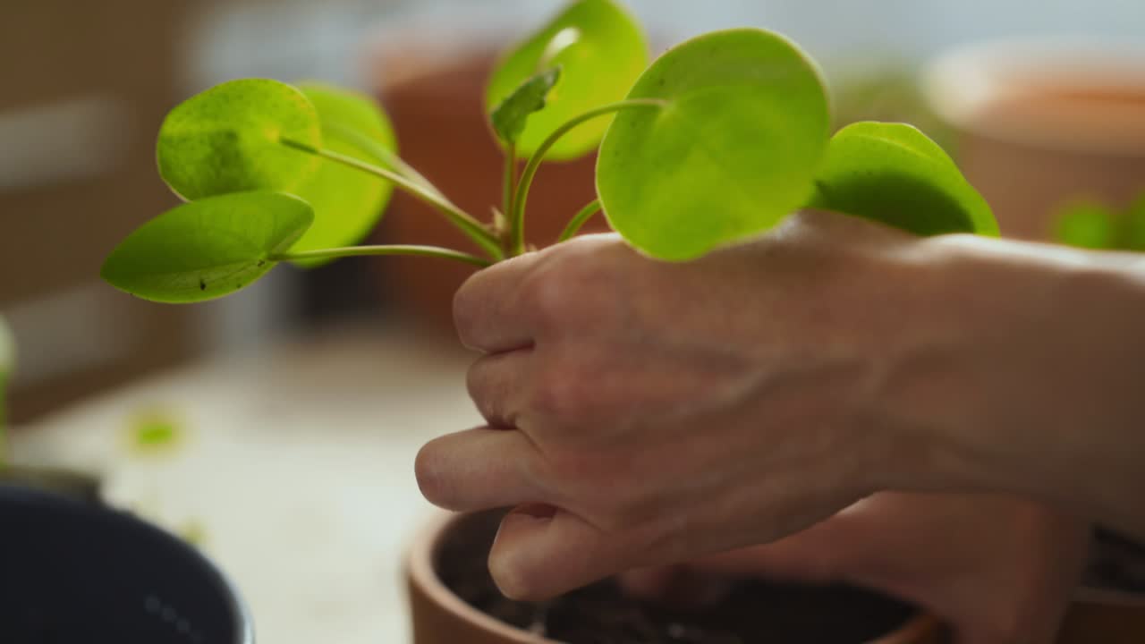 jardinero de cultivos poniendo la planta de dinero chino en la olla
