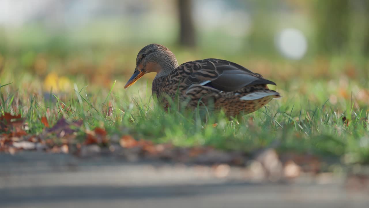 Close-up of a duck walking on the ground, surrounded by green grass fallen leaves, and soft autumn light. Parallax shot, bokeh background.