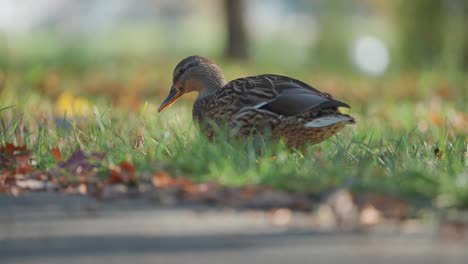 close-up of a duck walking on the ground, surrounded by green grass fallen leaves, and soft autumn light. parallax shot, bokeh background.