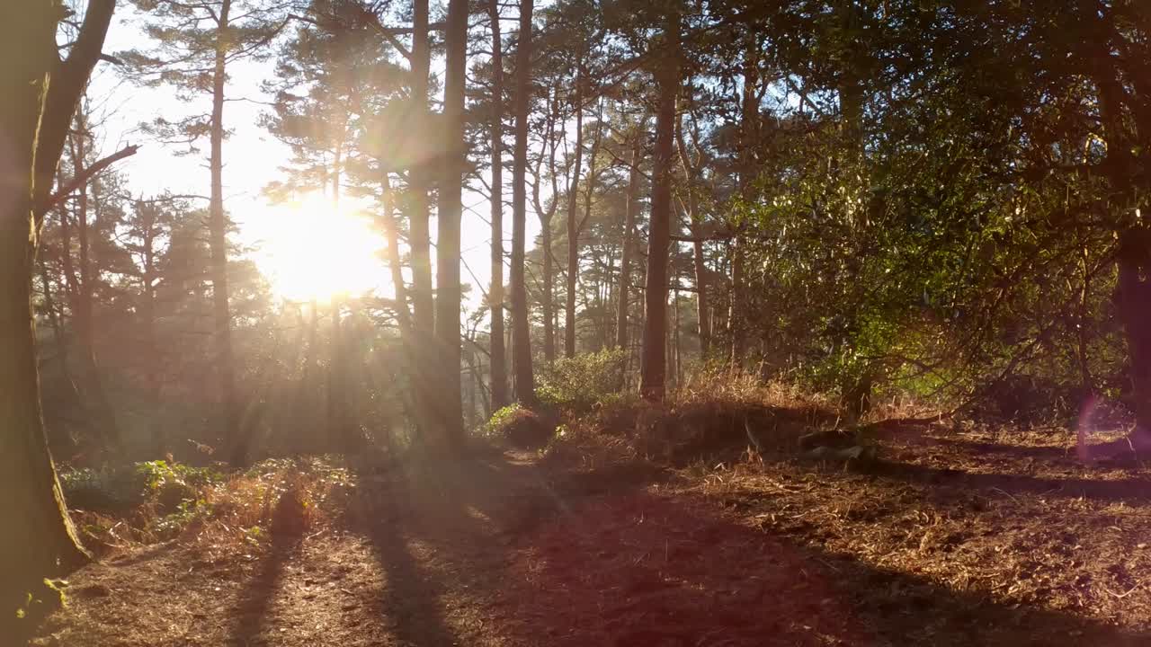 una sartén lenta desde el interior de un bosque en un día soleado con la luz que se filtra a través de los árboles