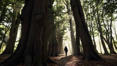 person walking through a mysterious forest
