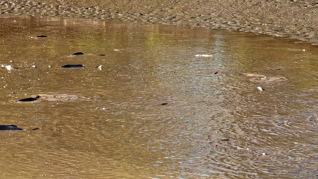 Fish in a shrinking puddle search for something to eat