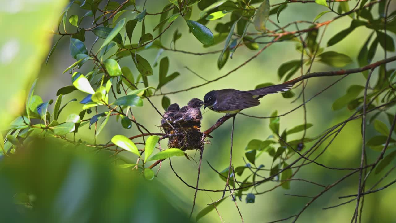 Oriental Pied Fantail Bird And Chicks Nesting In Tropical Forest During Summer. Selective Focus Shot