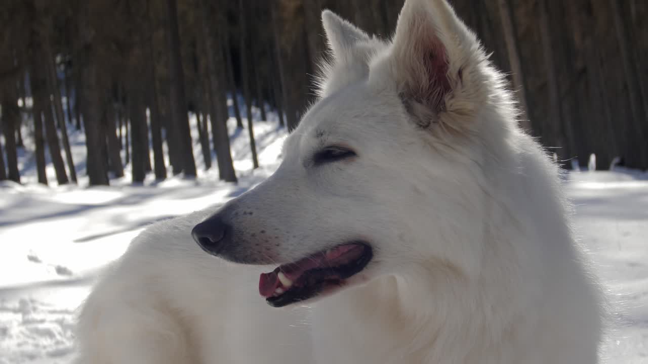 White Swiss Shepherd Dog In Snowy Forest Walking With Beautiful Backlight In Close Up