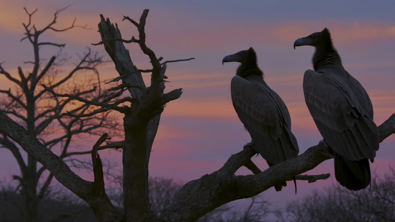 Two Condors Silhouetted on a Dead Tree Branch Against a Colorful Sunset Sky