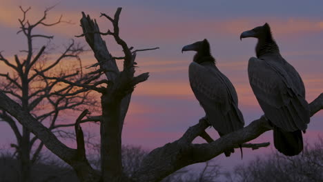 two condors silhouetted on a dead tree branch against a colorful sunset sky