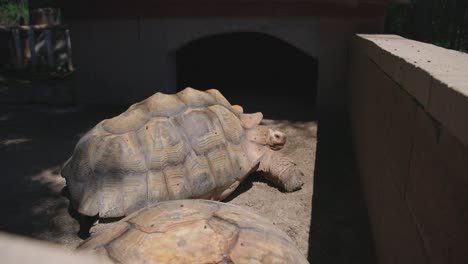 african spurred tortoise laying in sun in habitat