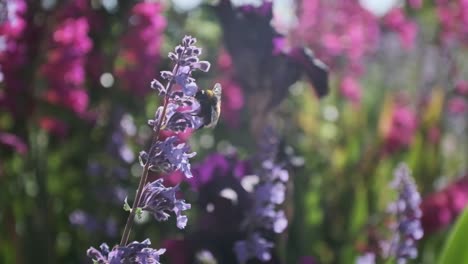 Kleine-Hummel-Bestäubt-Und-Fliegt-In-Zeitlupe-Um-Englischen-Lavendel